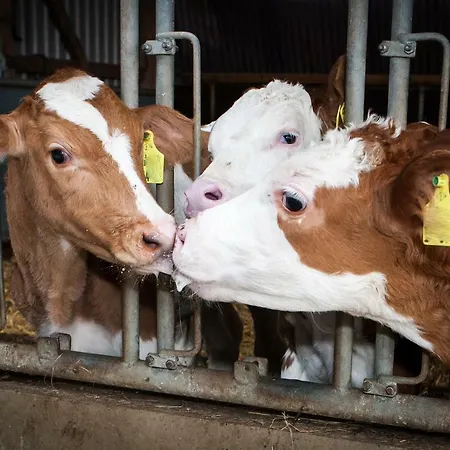 Hof Herzleuchten, Familie Groth Apartment Garding-Kirchspiel