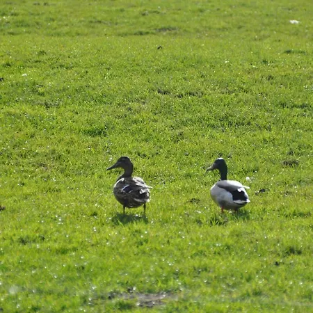 Hof Herzleuchten, Familie Groth * Garding-Kirchspiel
